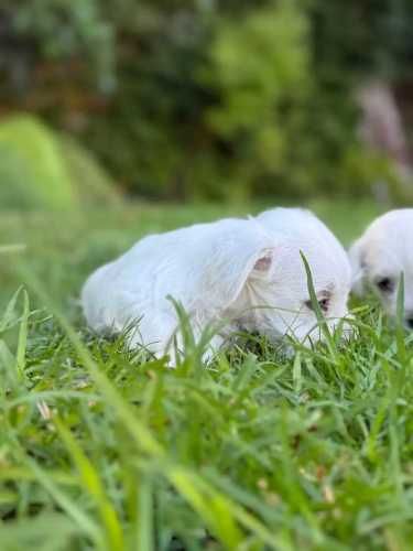 Cachorros Schnauzer Miniatura