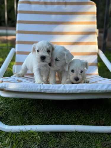 Cachorros Schnauzer Miniatura