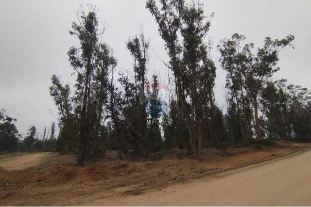 Terreno de 20.000 m2, algarrobo