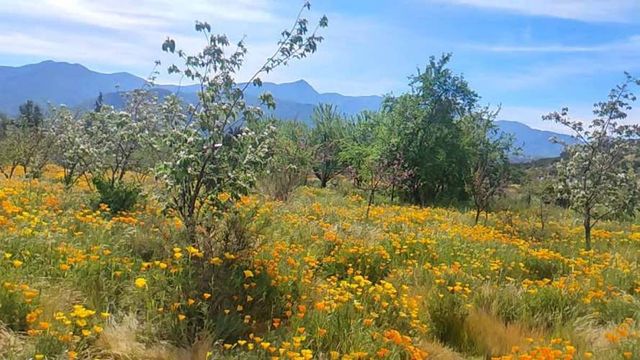 PARCELA Isabel Riquelmne