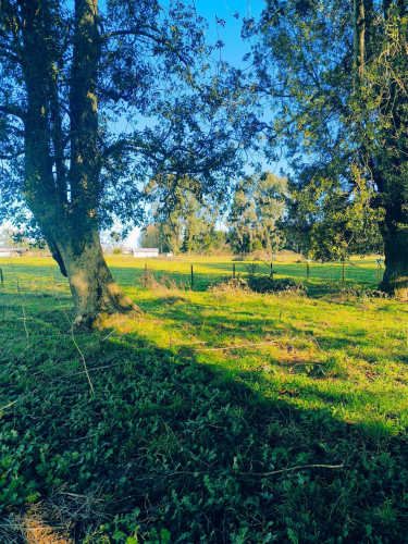 Oportunidad de Parcela en Osorno (132407)