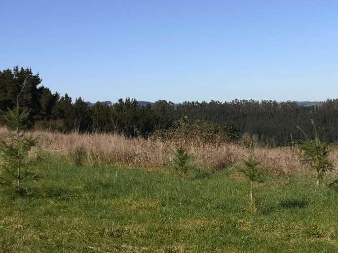 TERRENO 1.03 Ha SECTOR CANCHA LARGA OSORNO