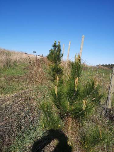 TERRENO 1.03 Ha SECTOR CANCHA LARGA OSORNO