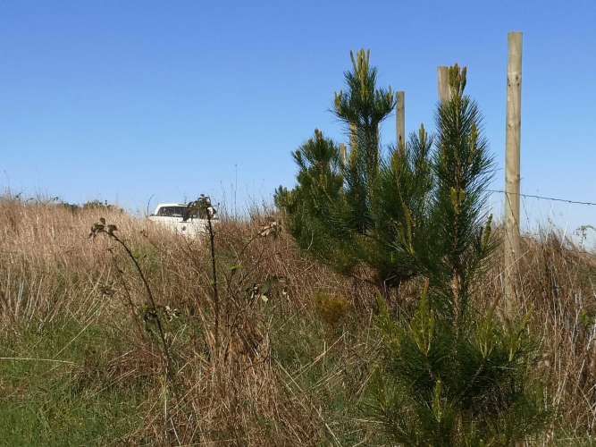 TERRENO 1.03 Ha SECTOR CANCHA LARGA OSORNO