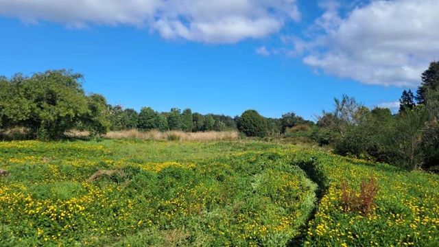 Se vende terreno de 3 hectareas en Ancud