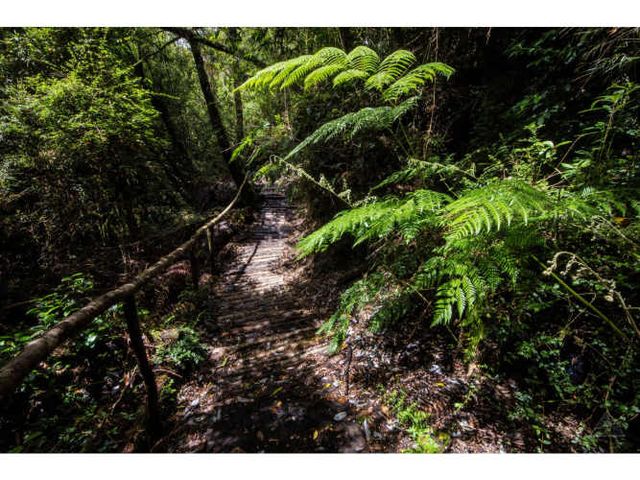 Preciosa Parcela de Bosque Nativo adulto con Vertiente