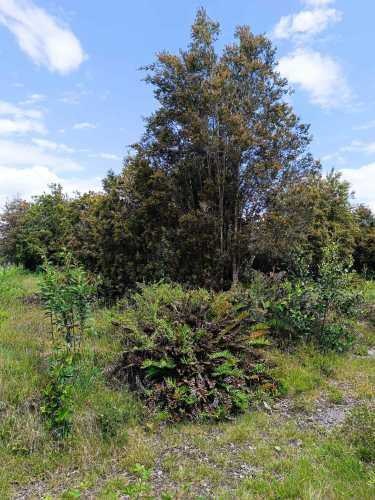 Vendo parcela  a 20km Pto. Varas y 25 de Pto. Montt