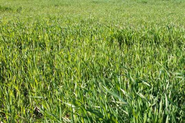 Oportunidad única, Terreno Agrícola 15 H (133297)