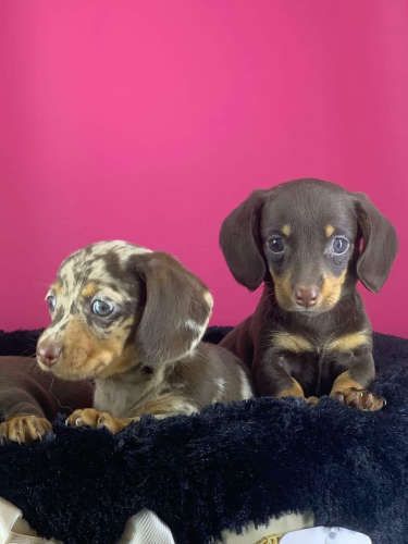 Hermosos Cachorros Dachshund Mini