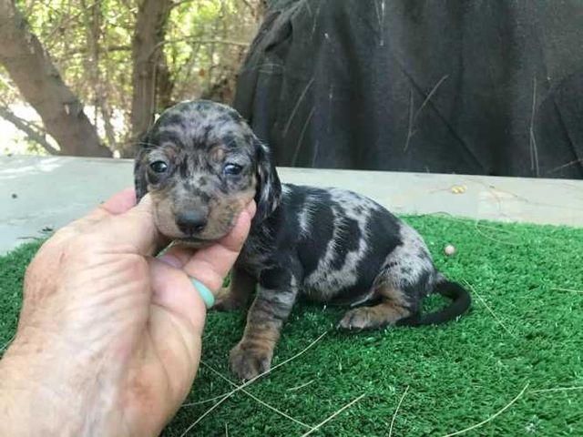 Hermosos Cachorros Dachshund Mini