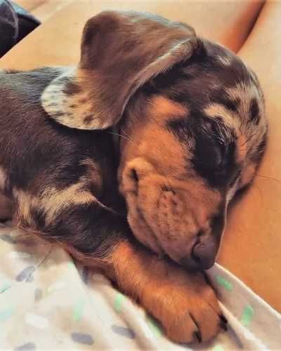 Hermosos Cachorros Dachshund Mini