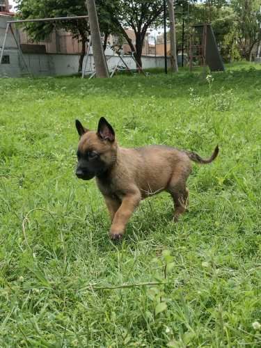 Espectaculares Cachorros Pastor Belga Malinois