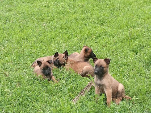 Espectaculares Cachorros Pastor Belga Malinois
