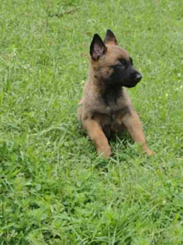 Espectaculares Cachorros Pastor Belga Malinois