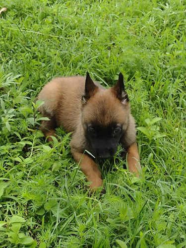 Espectaculares Cachorros Pastor Belga Malinois