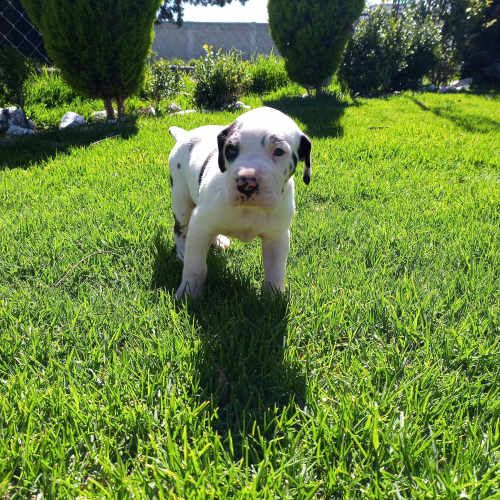 Hermosos cachorros Gran Danes