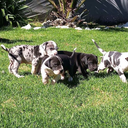 Hermosos cachorros Gran Danes