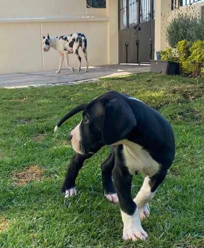 Hermosos cachorros Gran Danes