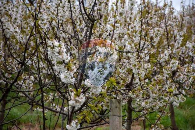 Proyecto de parcelas centinela 1 la unión