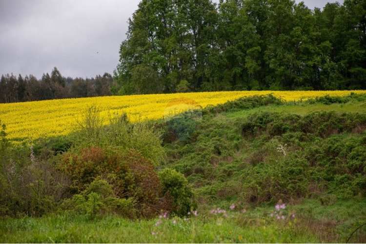 Proyecto de parcelas centinela 1 la unión