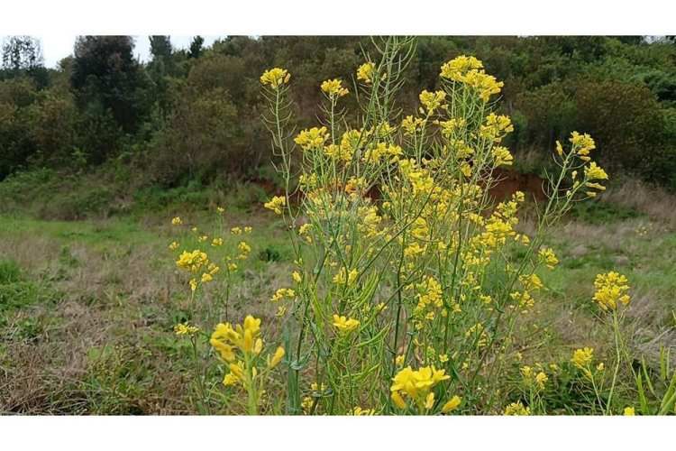 Proyecto de parcelas centinela 1 la unión