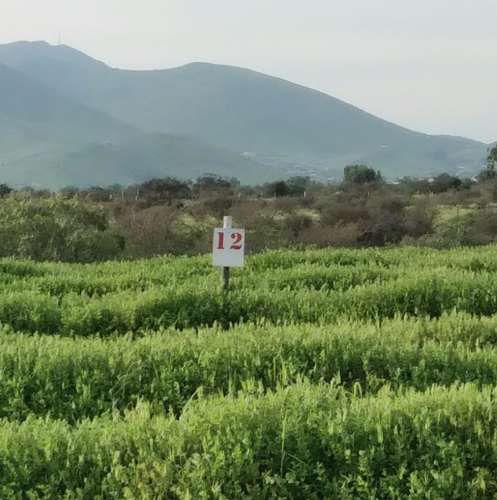 Vive en parcela a minutos de Ovalle y Punitaqui