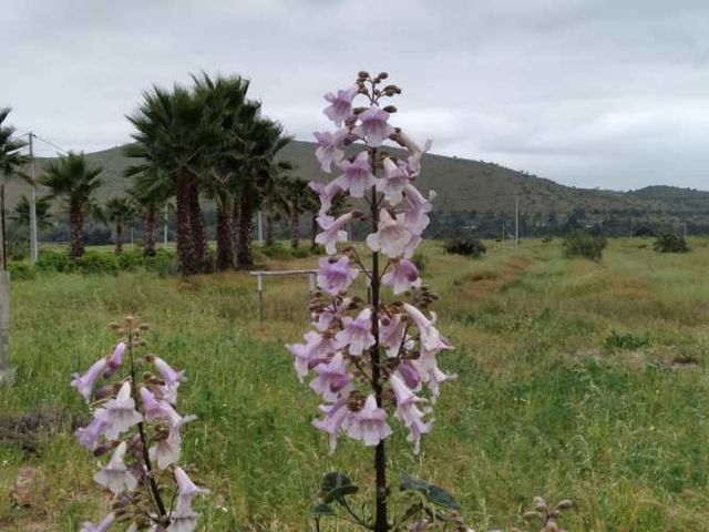 Vive en parcela a minutos de Ovalle y Punitaqui