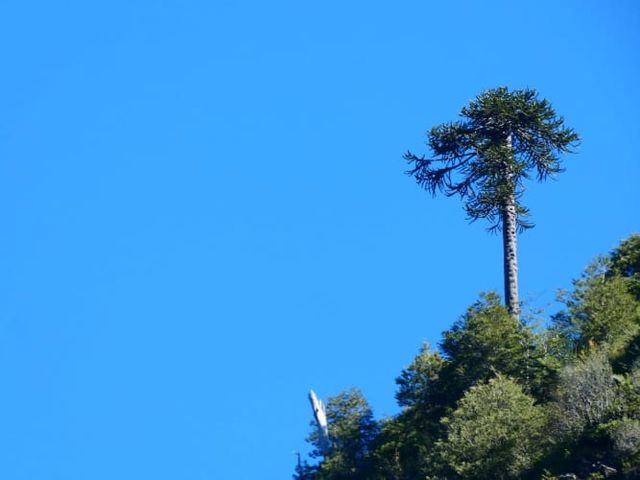 Melipeuco con Orilla de Rio (133754)