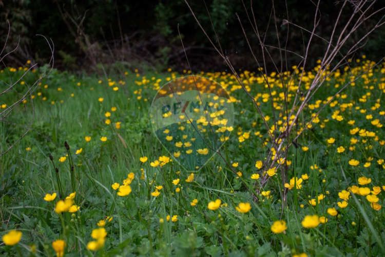 Proyecto  parcelas  los cerezos