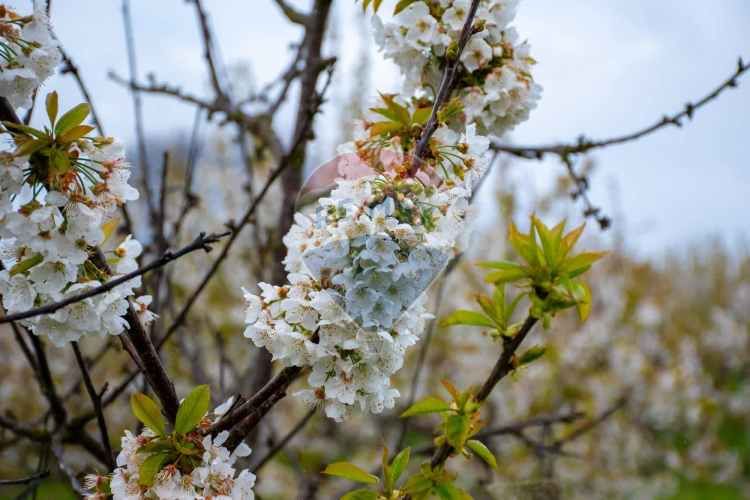 Proyecto  parcelas  los cerezos