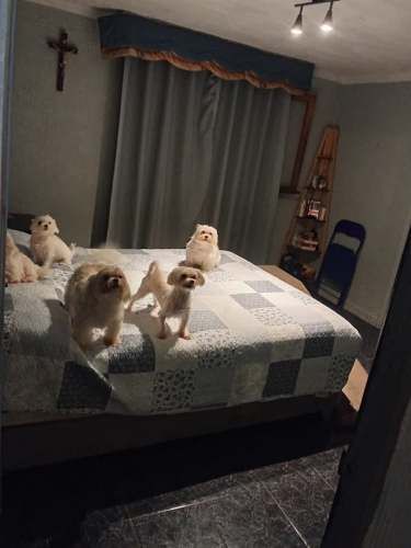 LOCAL COMERCIAL Dávila Larraín 2450