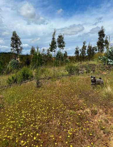 PARCELA SAN PEDRO DE ALCANTARA