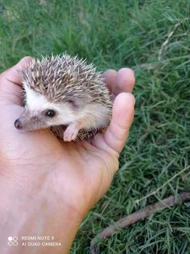 Erizo de tierra + jaula + alimento +