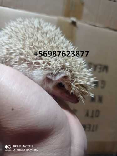 Erizo de tierra + jaula + alimento +