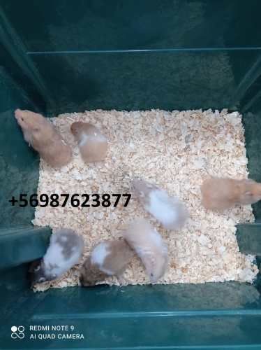 jaula para hamster full equipada, hamster