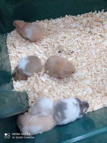 jaula para hamster full equipada, hamster