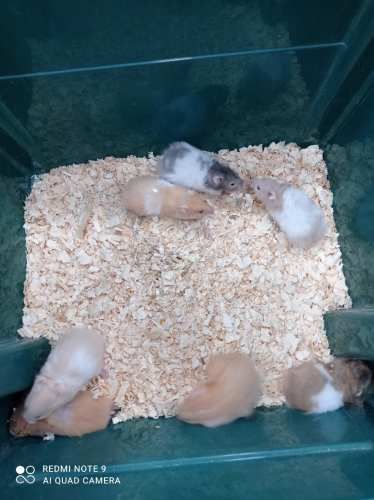 jaula para hamster full equipada, hamster