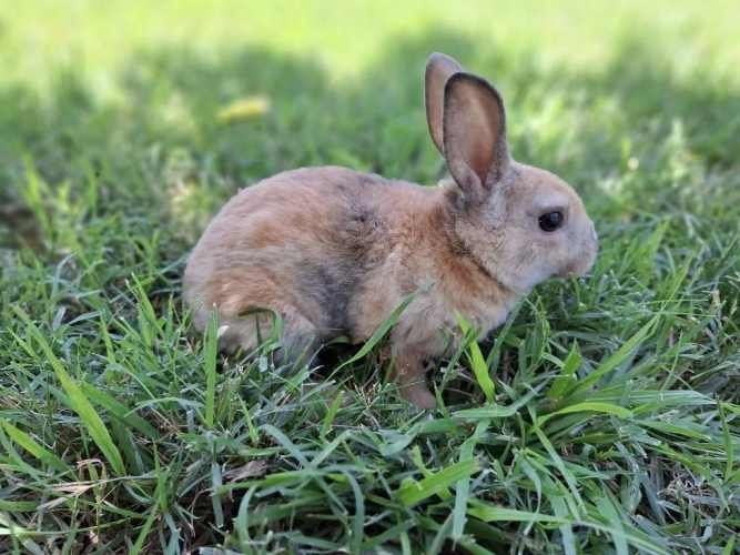 Conejos Enanos y otros