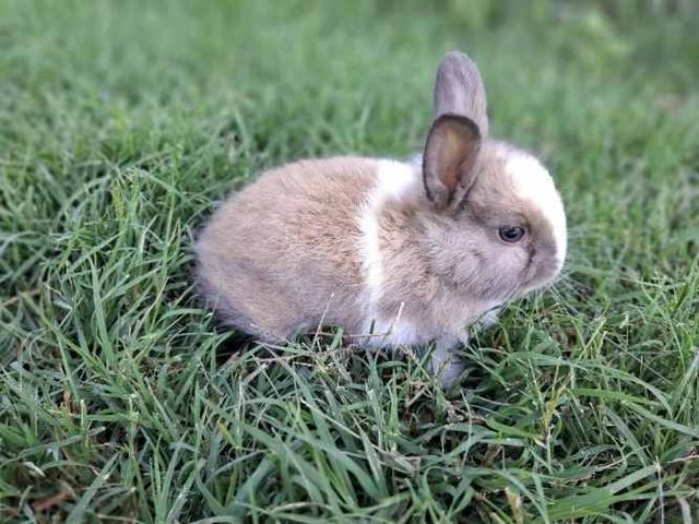 Conejos Enanos y otros