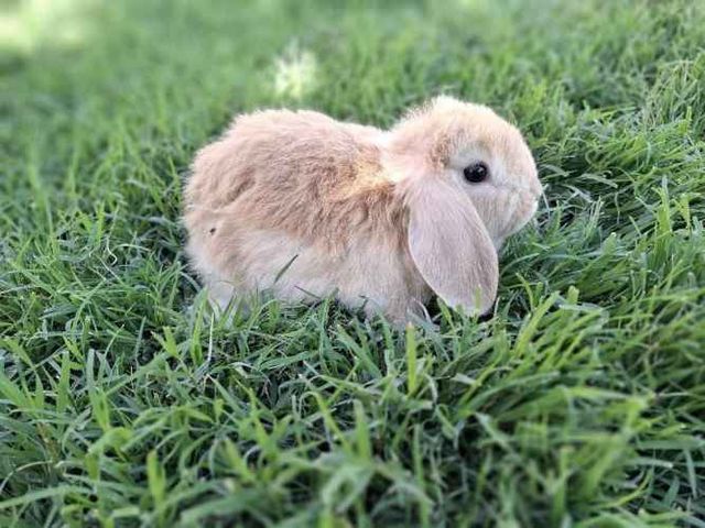 Conejos Enanos y otros