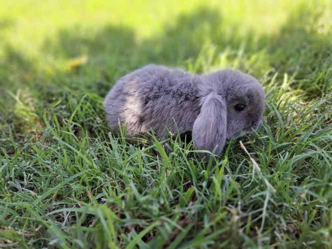Conejos Enanos y otros