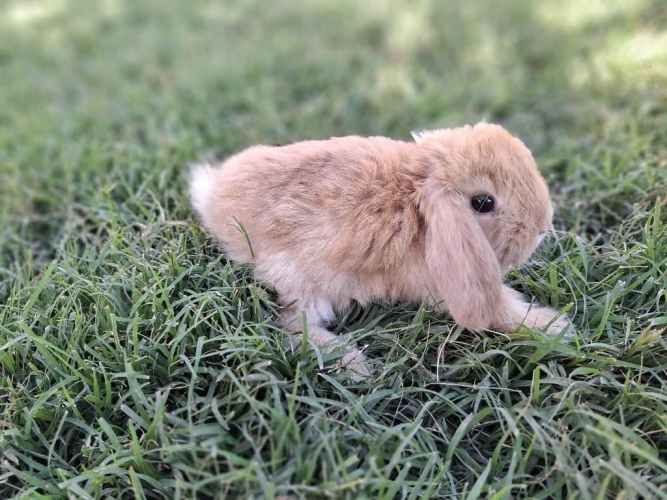 Conejos Enanos y otros