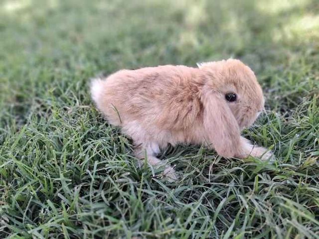 Conejos Enanos y otros