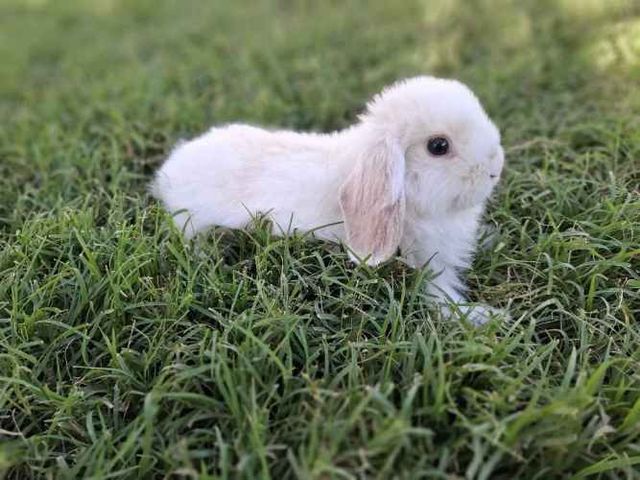 Conejos Enanos y otros