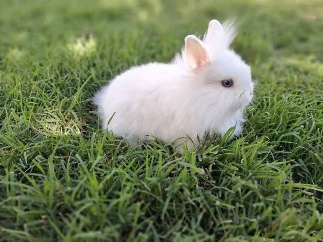 Conejos Enanos y otros