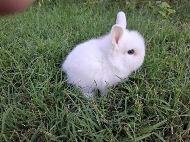 Conejos Enanos y otros