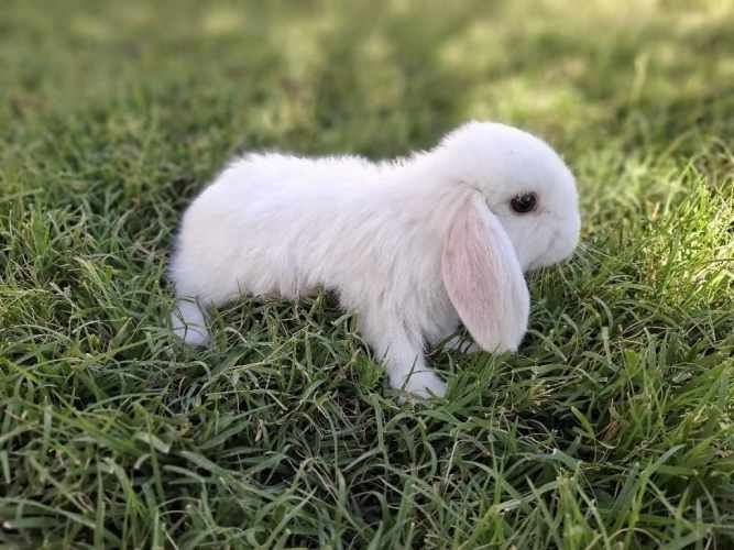 Conejos Enanos y otros