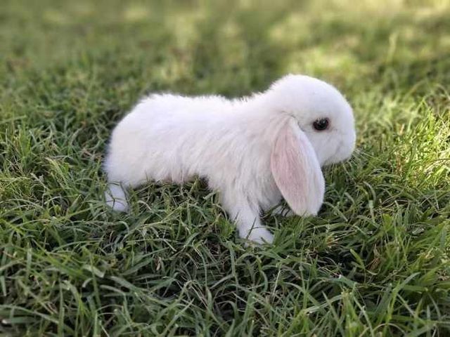 Conejos Enanos y otros