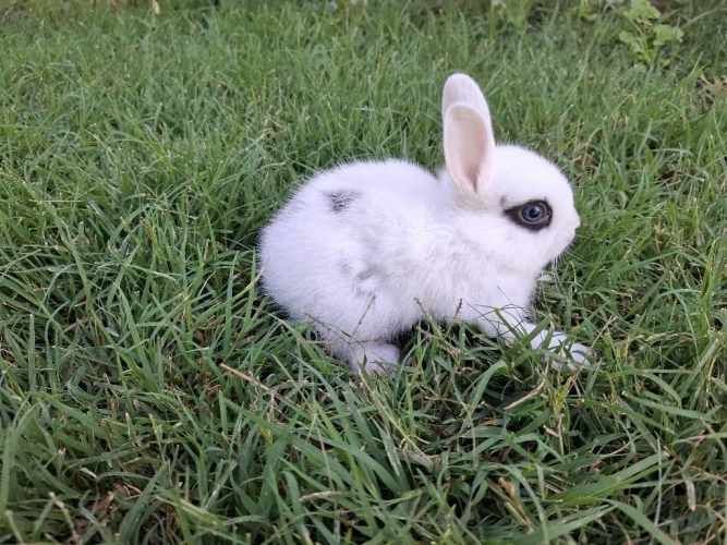 Conejos Enanos y otros