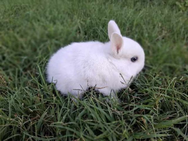 Conejos Enanos y otros